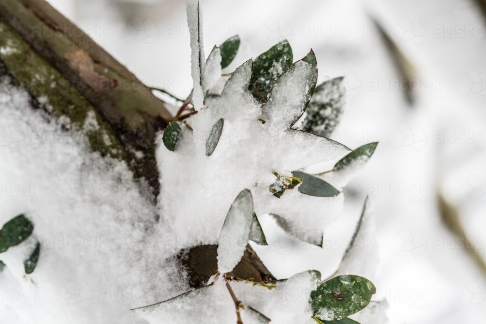 snow on gum leaves - Australian Stock Image