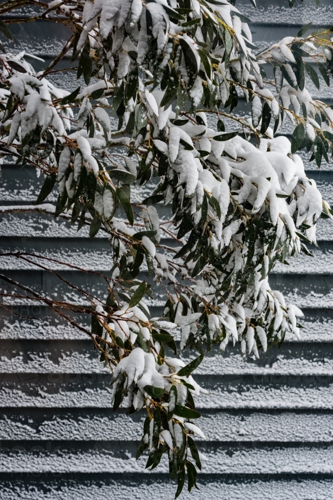 snow on gum leaves - Australian Stock Image