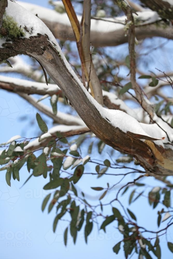 Snow on native tree - Australian Stock Image