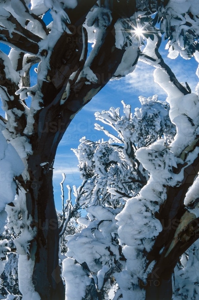 Snow on Snowgums backlit with sunburst - Australian Stock Image