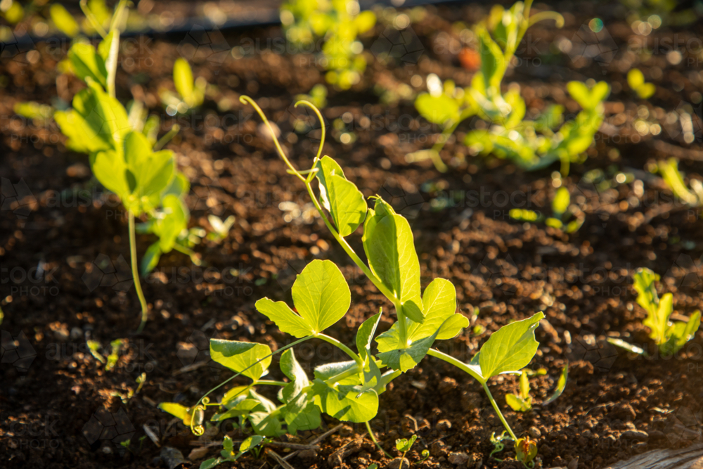 Snow pea plants growing - Australian Stock Image