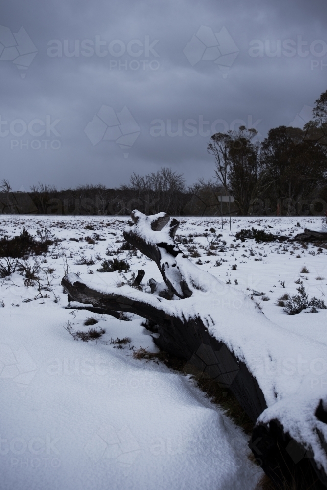 Snow settled on fallen tree - Australian Stock Image