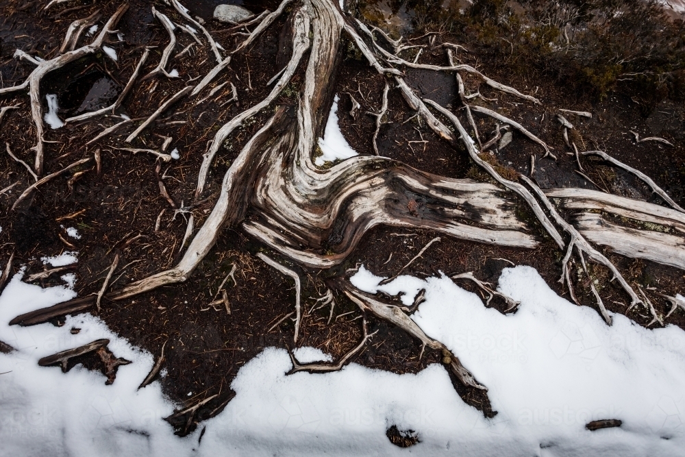 Snow surrounding roots of a tree - Australian Stock Image