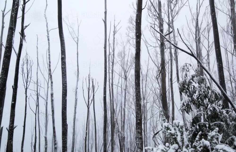 Snow trees - Australian Stock Image