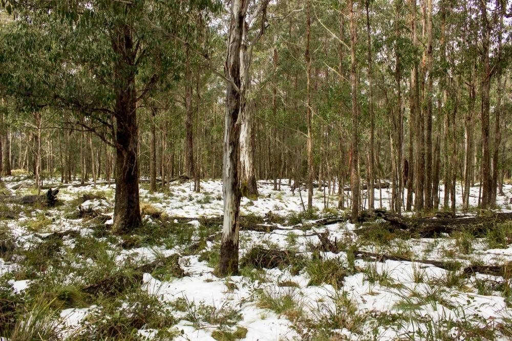 Snowfall among gum trees and mountain grass - Australian Stock Image