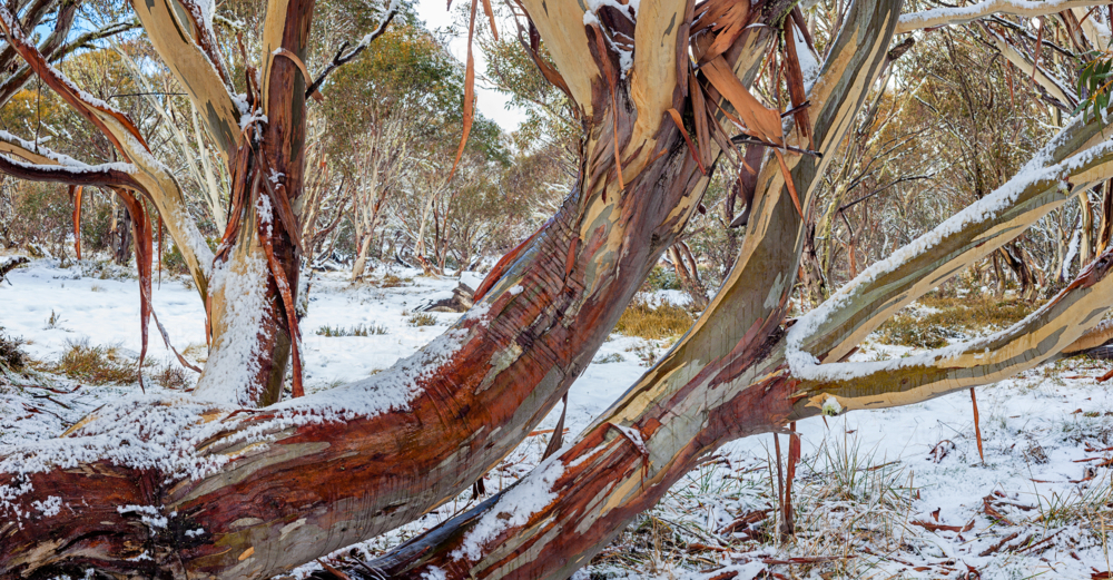 Snowgum trees in the highlands of Victoria - Australian Stock Image