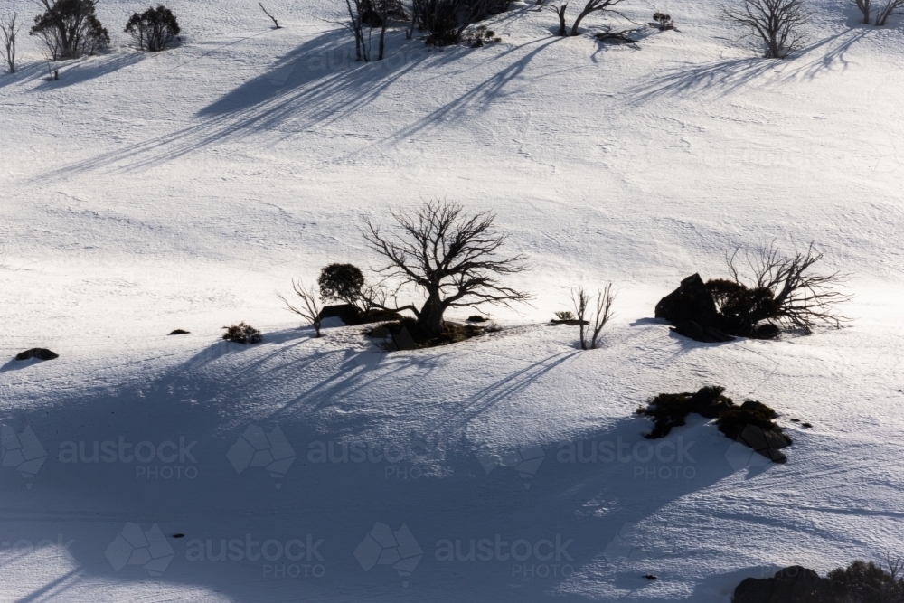 Snowy hilldside with trees - Australian Stock Image