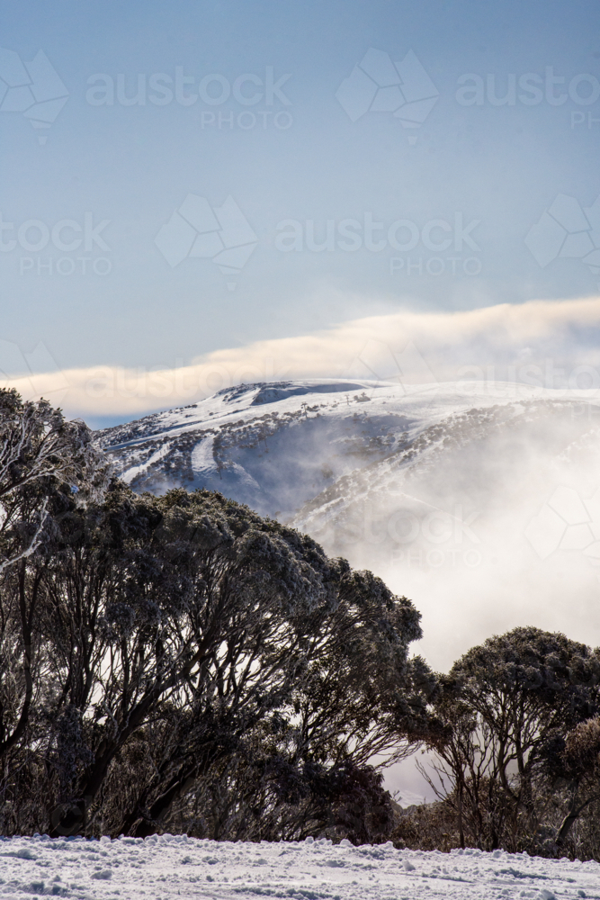 Snowy trees in ski runs and rolling cloud in background - Australian Stock Image