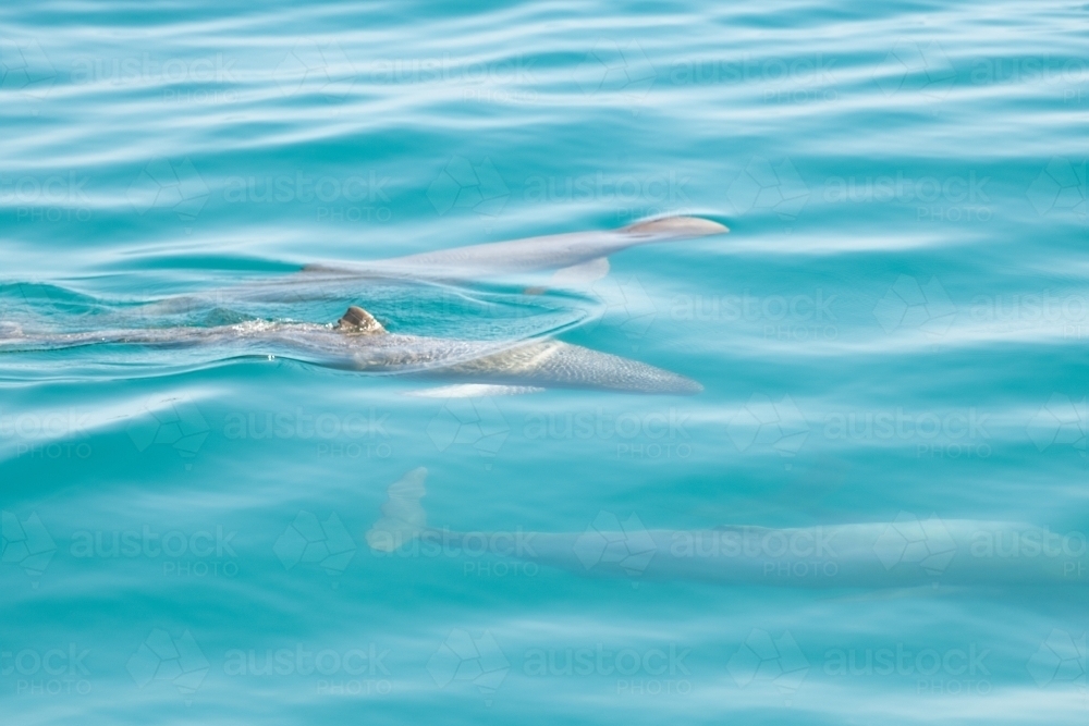 Snubfin dolphins swimming through the clear ocean waters - Australian Stock Image