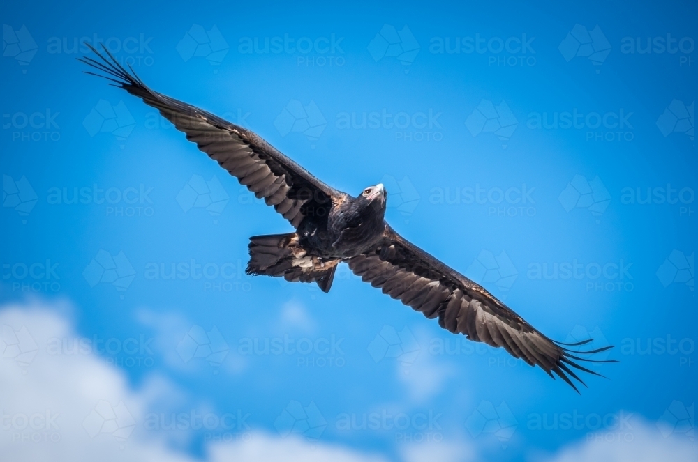 Soaring eagle on blue background - Australian Stock Image