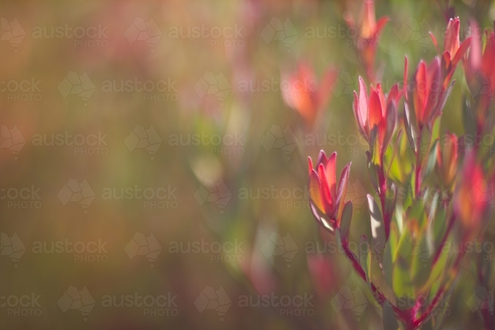 Soft blur of leucadendron shrub - Australian Stock Image