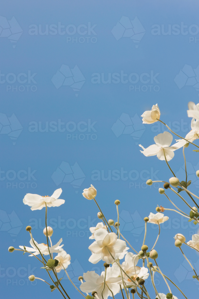 Soft close‑up of white windflowers in bloom against the clear blue sky - Australian Stock Image