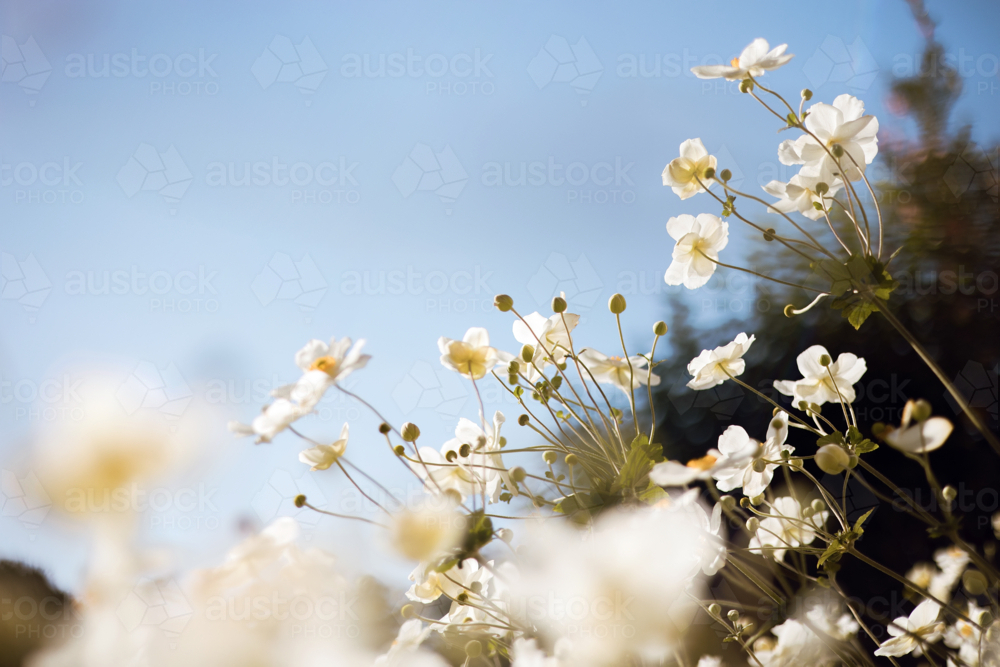 Soft close‑up of white windflowers in bloom against the clear blue sky - Australian Stock Image
