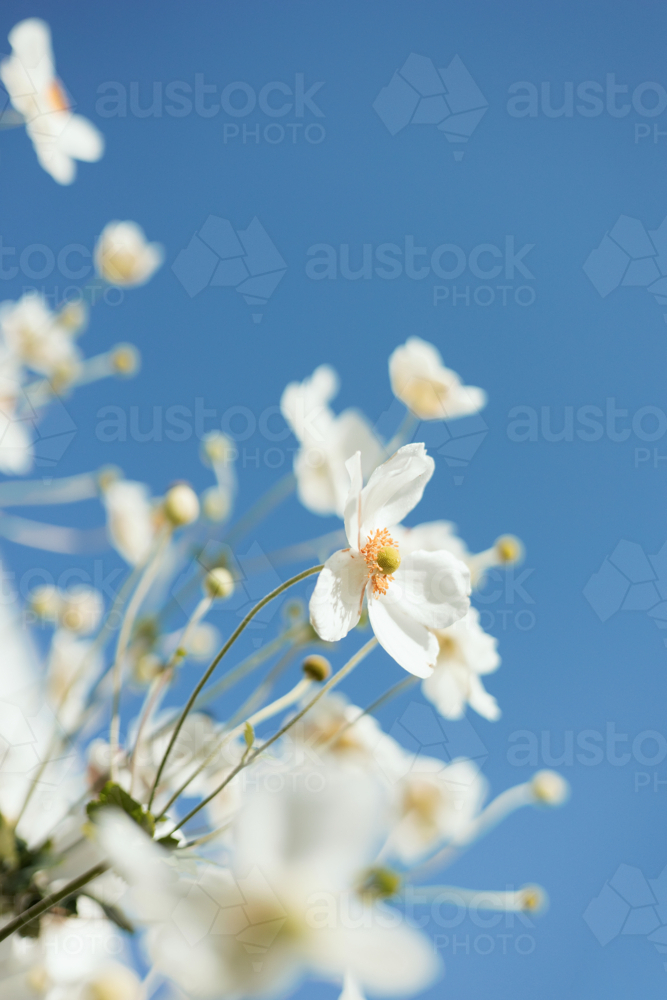 Soft close‑up of white windflowers in bloom against the clear blue sky - Australian Stock Image