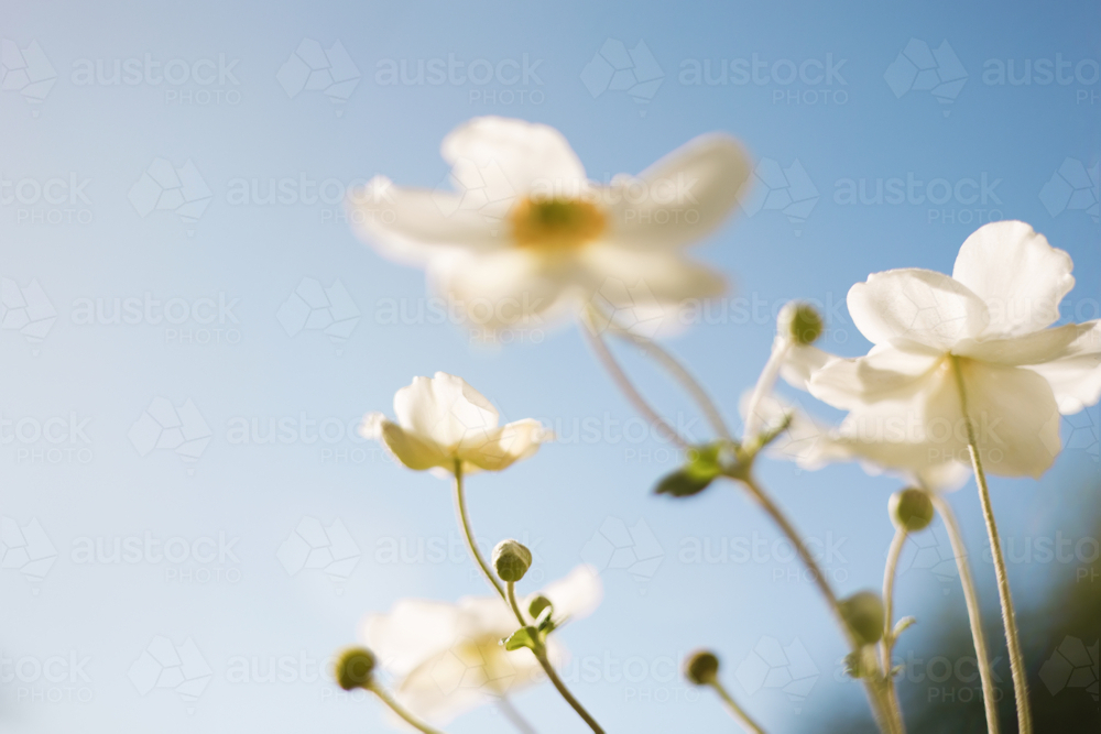 Soft close‑up of white windflowers in bloom against the clear blue sky - Australian Stock Image