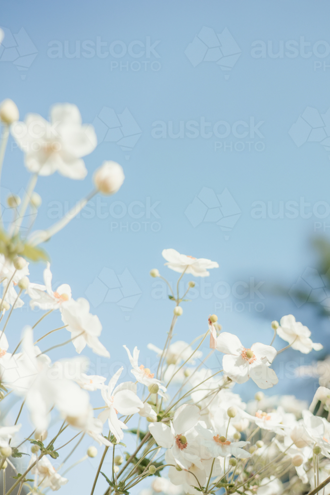 Soft close‑up of white windflowers in bloom against the clear blue sky - Australian Stock Image