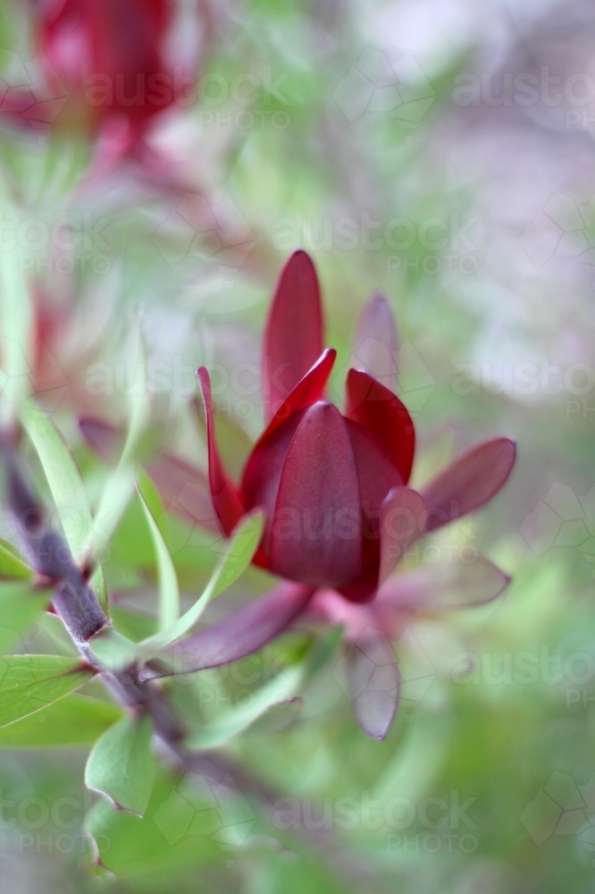 soft detail of leucadendron shrub - Australian Stock Image