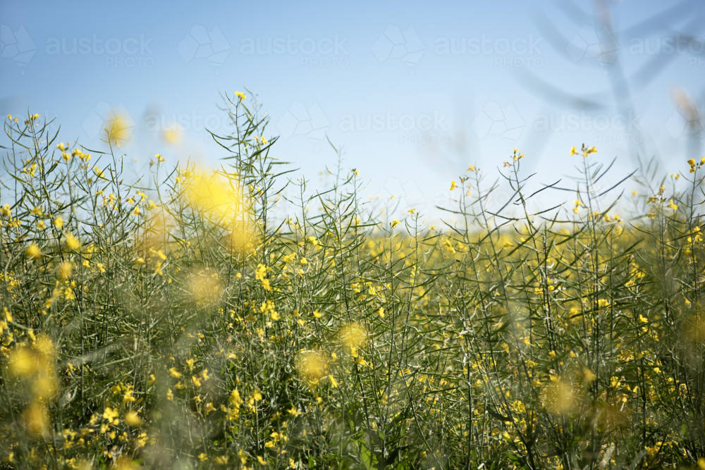 soft-focus canola crop field in early bloom - Australian Stock Image