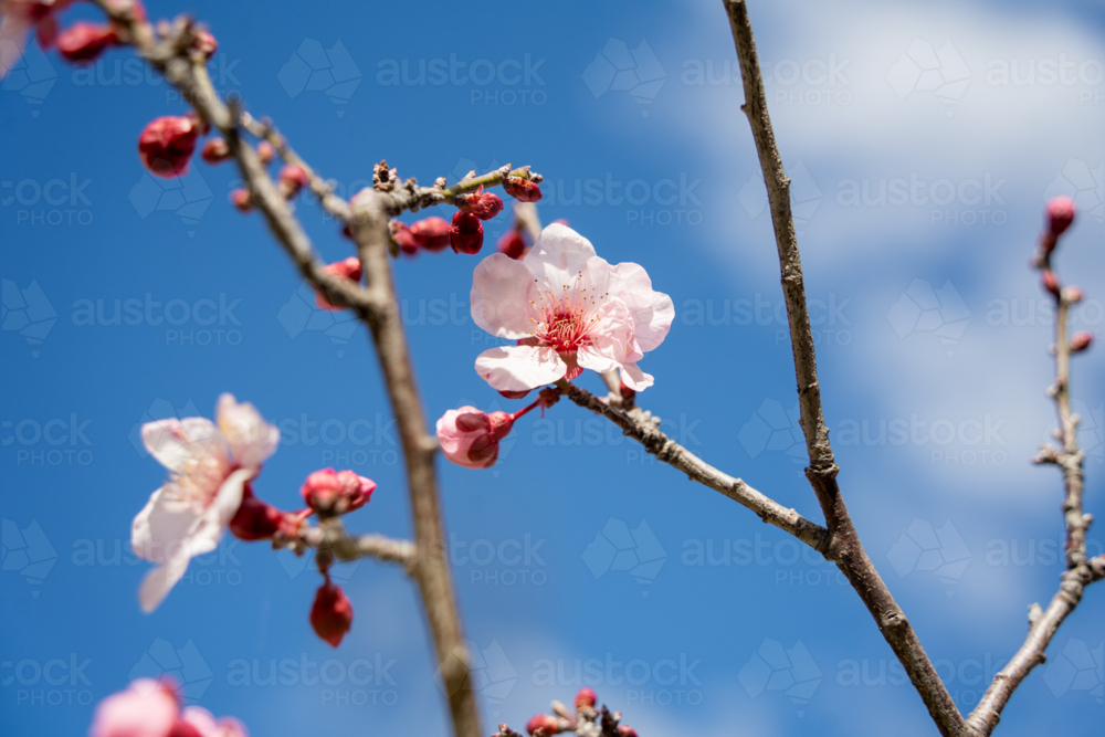 Soft focus pink spring flowers blooming on branch in Perth, Western Australia - Australian Stock Image