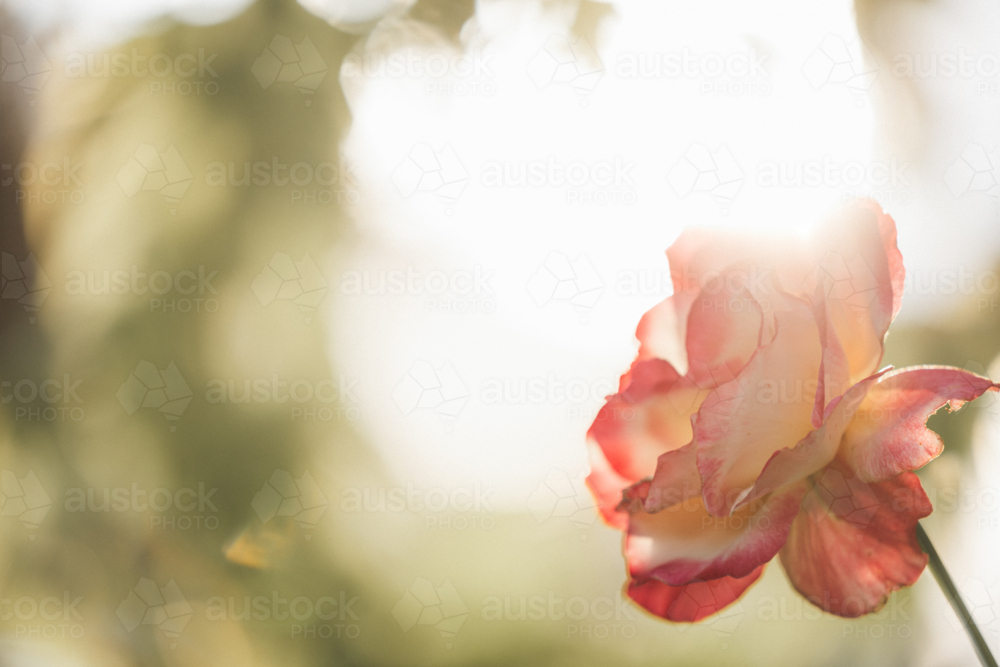 Soft focus rose with sun flare and bokeh background, delicate petals bathed in warm light - Australian Stock Image