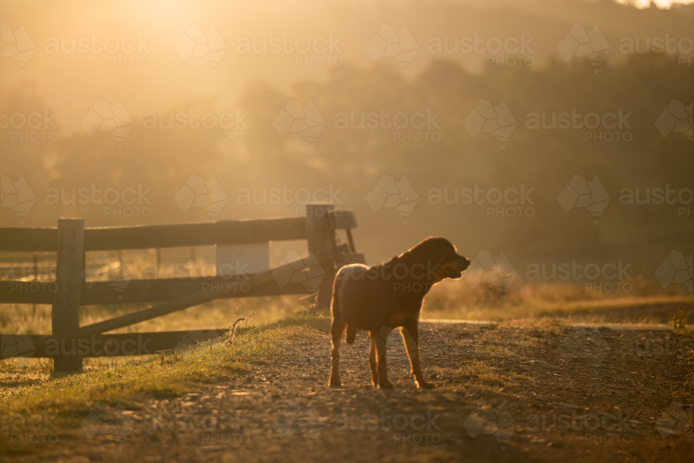 Image of Soft focus shot of rottweiler on farm in golden light ...