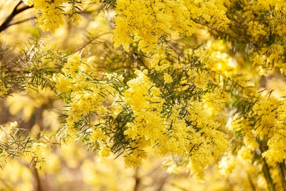 Soft golden yellow wattle blossom flowers on native tree - Australian Stock Image