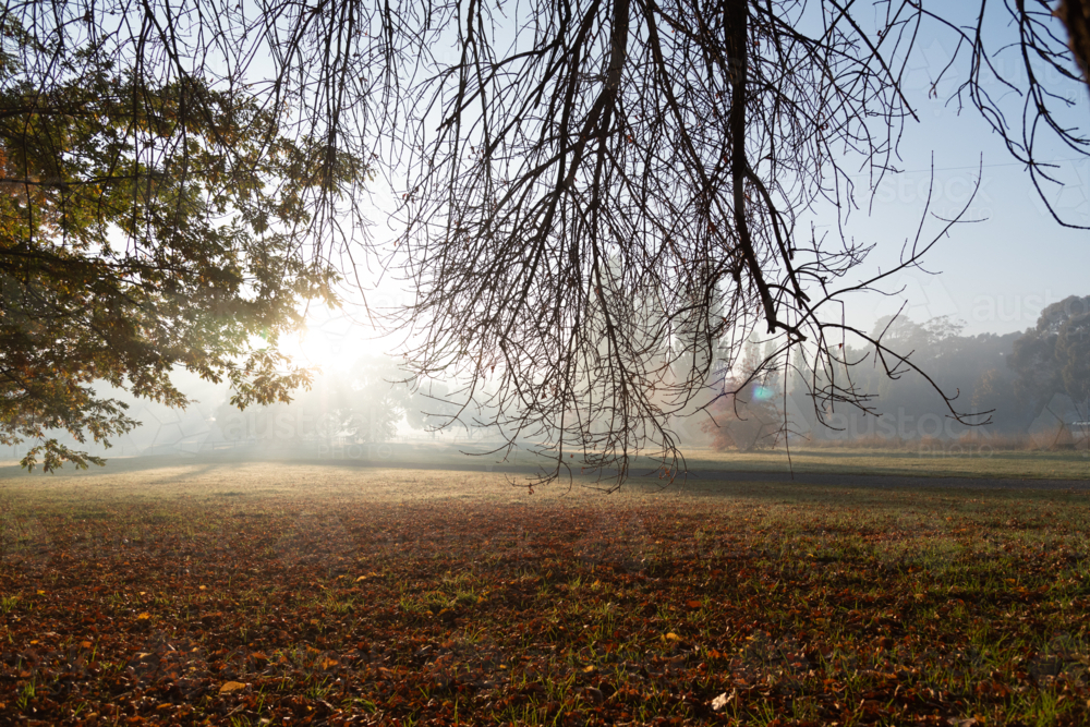 soft light in early autumn morning through trees - Australian Stock Image