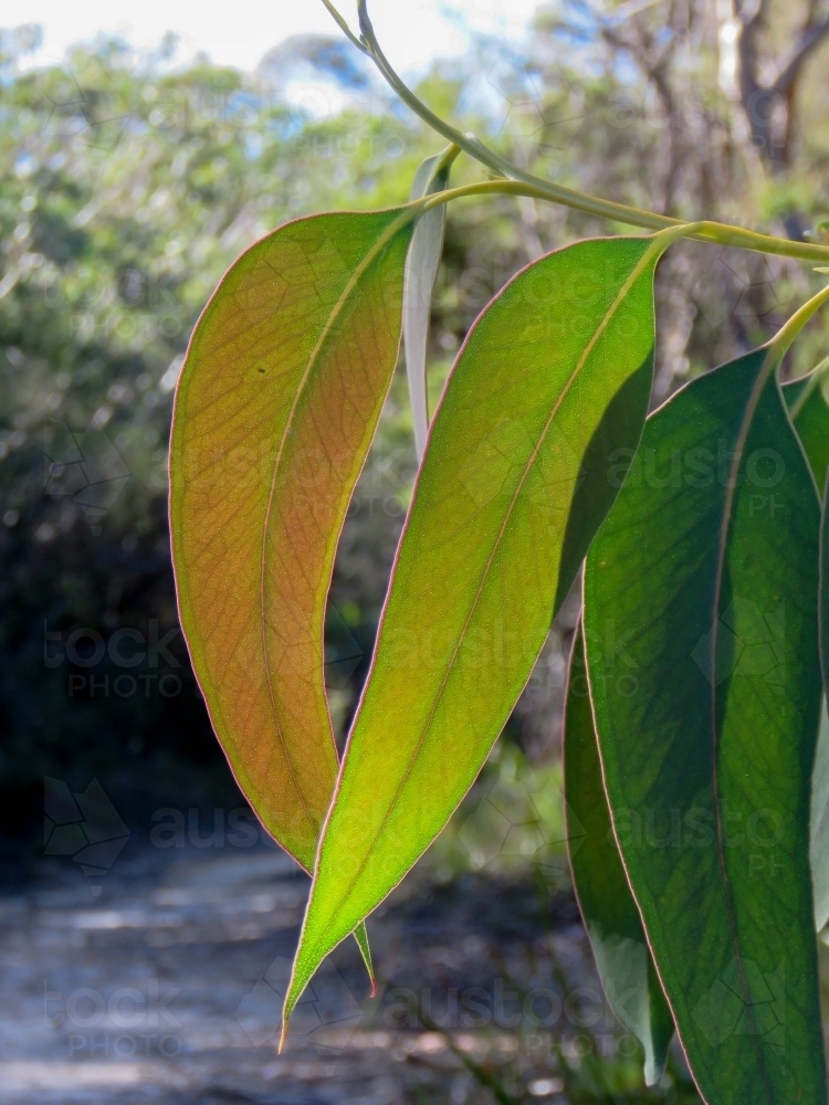 Soft new gum leaves glow bronze and green in the light - Australian Stock Image