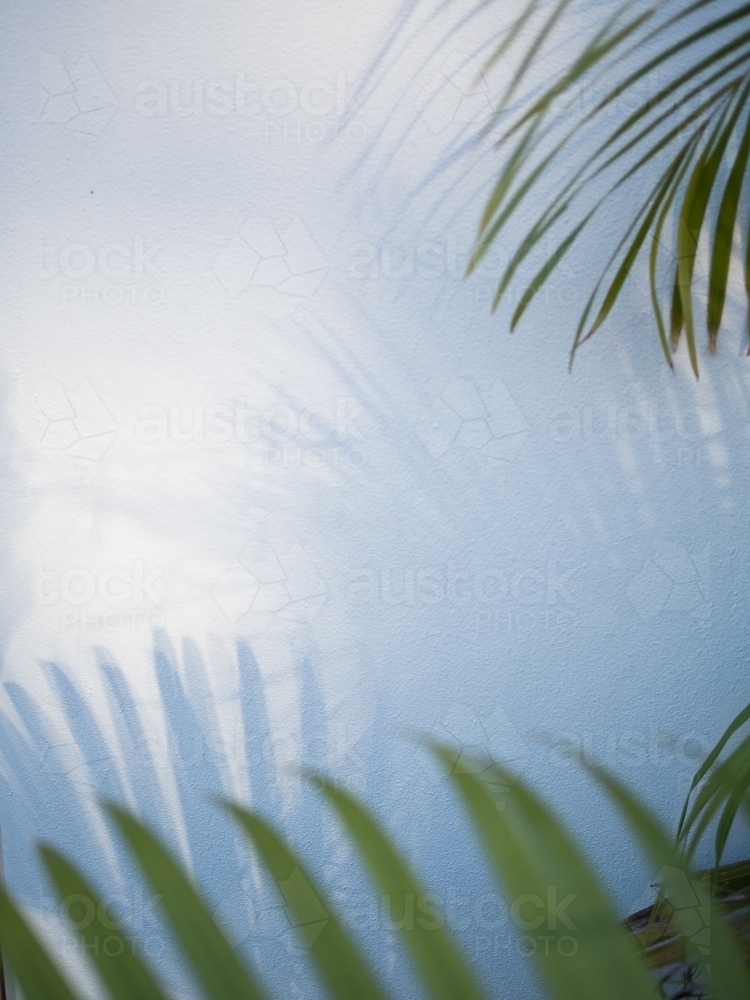 Soft palm shadows - Australian Stock Image