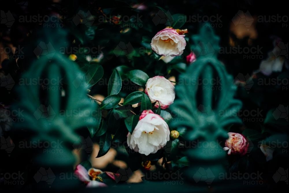 Soft pink flowers behind green fence - Australian Stock Image