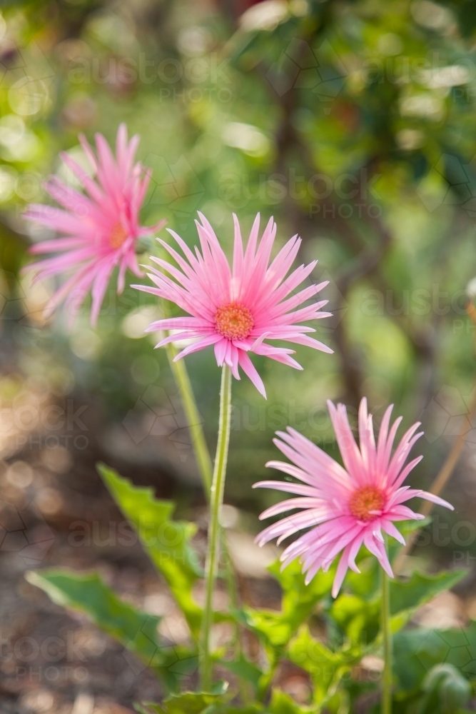Soft pink gerbera flowers with slender petals in garden with green bokeh - Australian Stock Image
