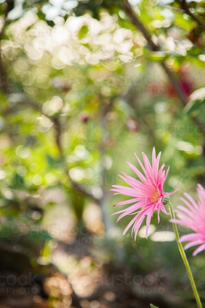 Soft pink gerbera flowers with slender petals in garden with green bokeh - Australian Stock Image