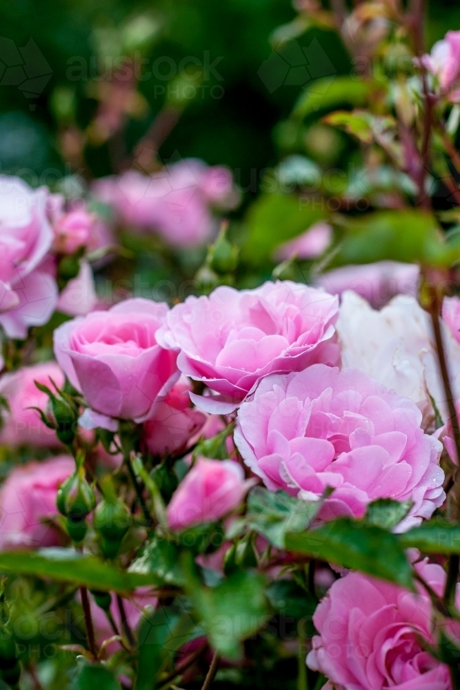 Soft pink roses on a rosebush in the garden - Australian Stock Image