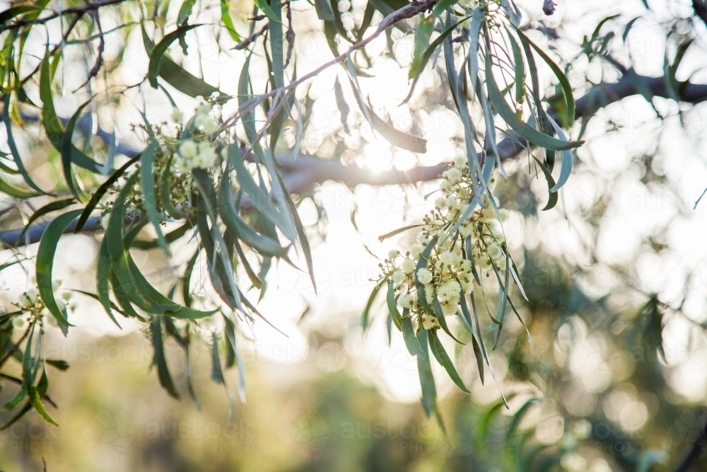 Soft sunlight coming through leaves and wattle on a bush - Australian Stock Image
