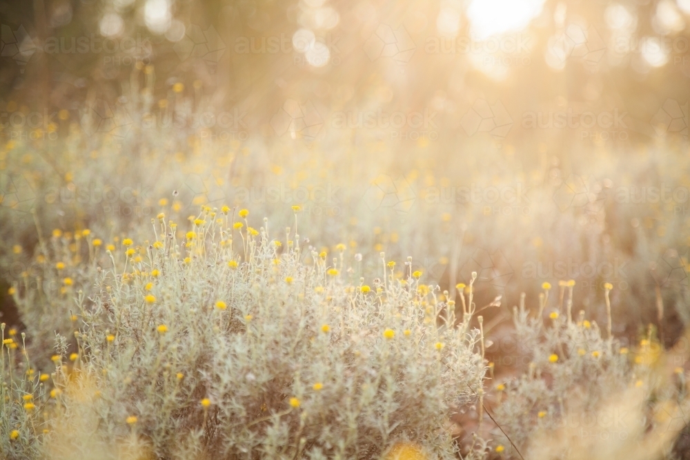 Soft warm light shining over golden wildflowers - Australian Stock Image