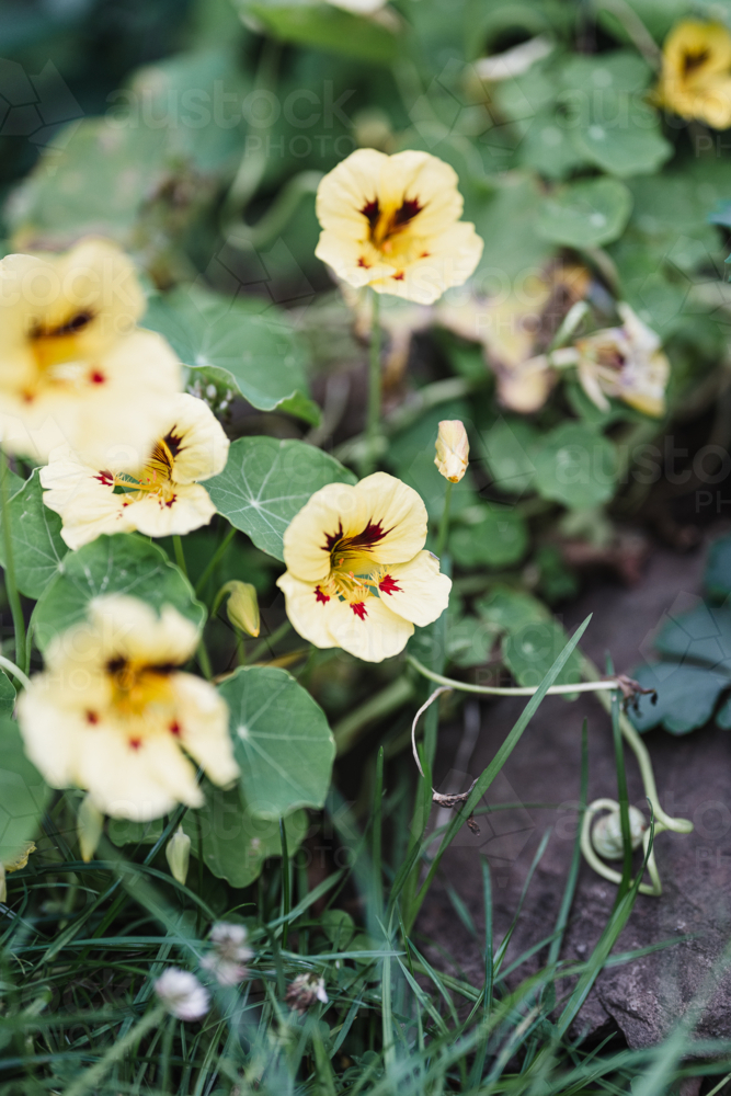 soft yellow nasturtiums : Austockphoto soft yellow nasturtiums - Australian Stock Image