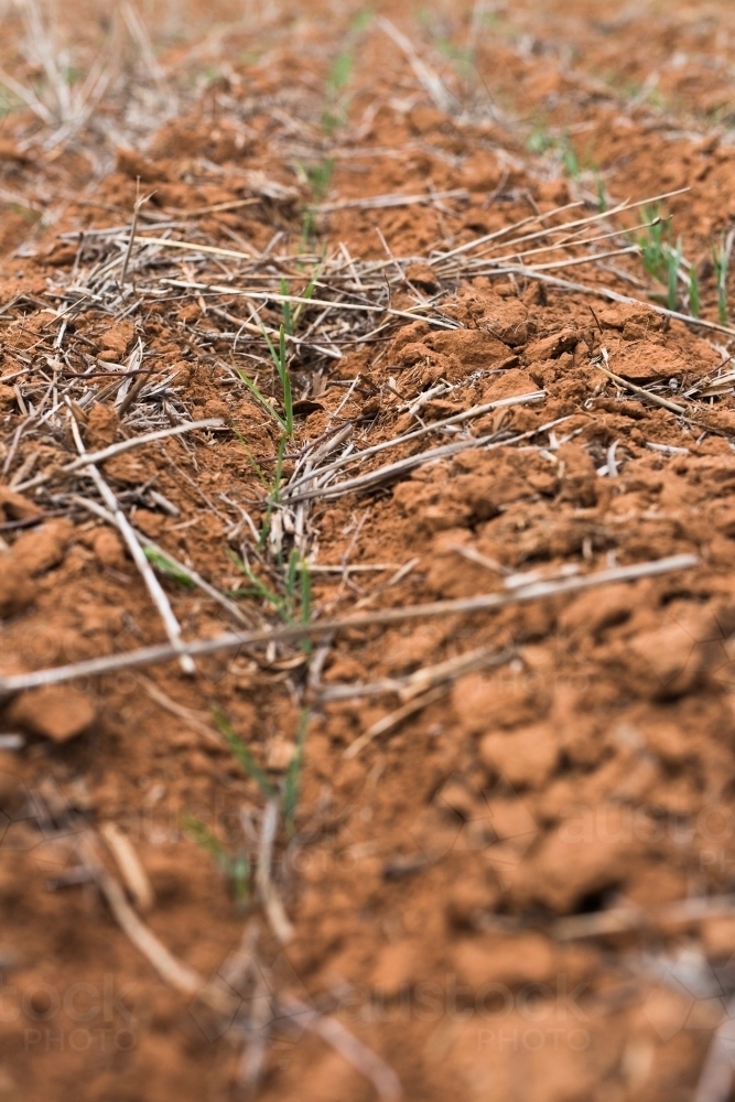 soil and young cereal plants in a paddock - Australian Stock Image