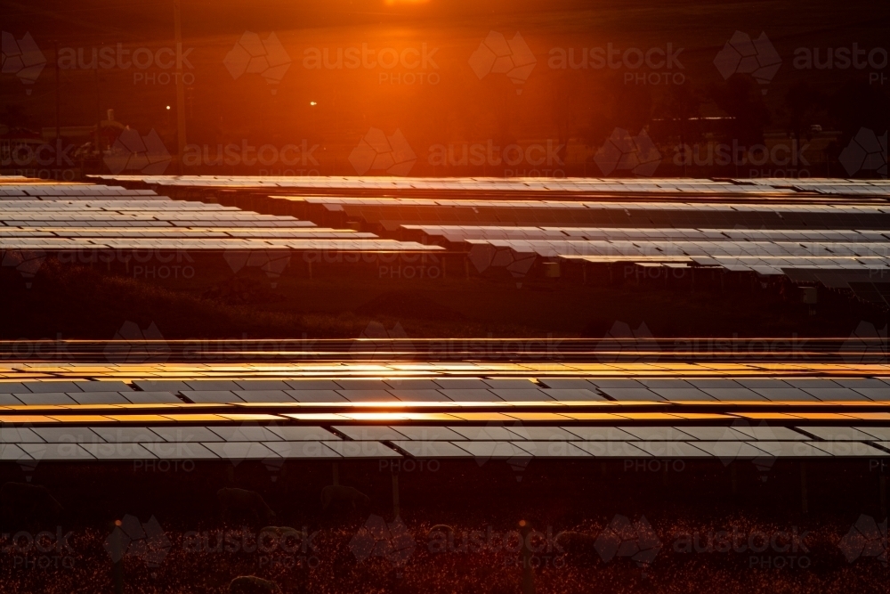 Solar farm panels reflecting the sunset colours - Australian Stock Image