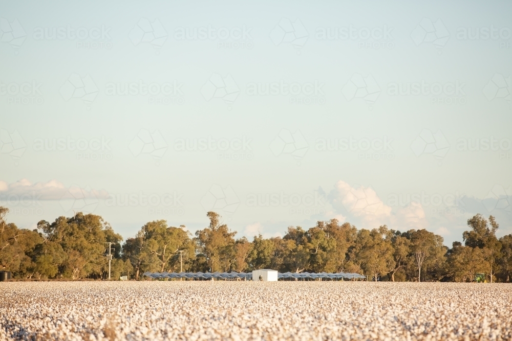 Solar panels on the edge of a cotton field - Australian Stock Image