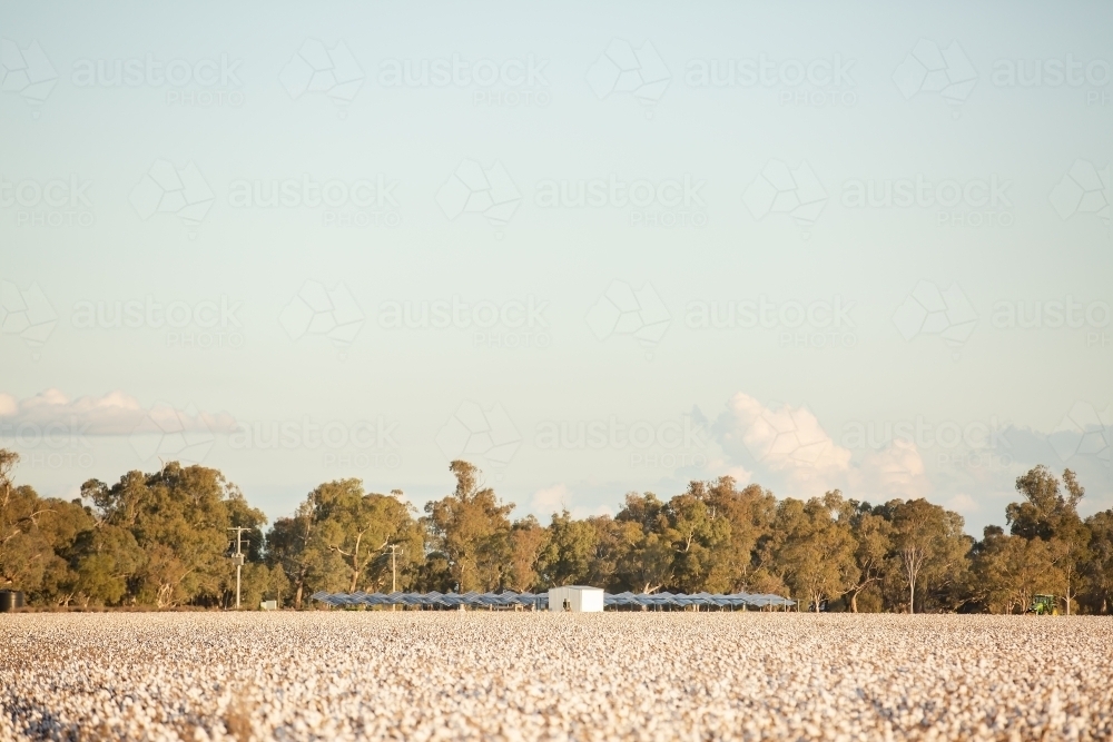 Solar panels on the edge of a cotton field - Australian Stock Image