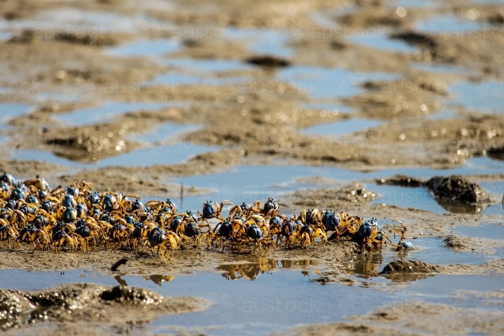 Soldier crabs in formation - Australian Stock Image