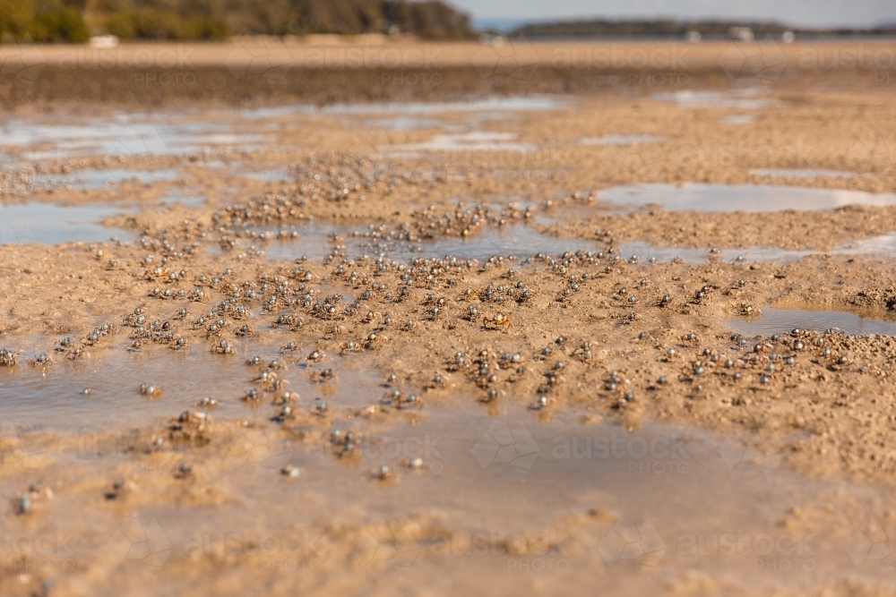 soldier crabs marching across mangrove flats in Moreton Bay - Australian Stock Image