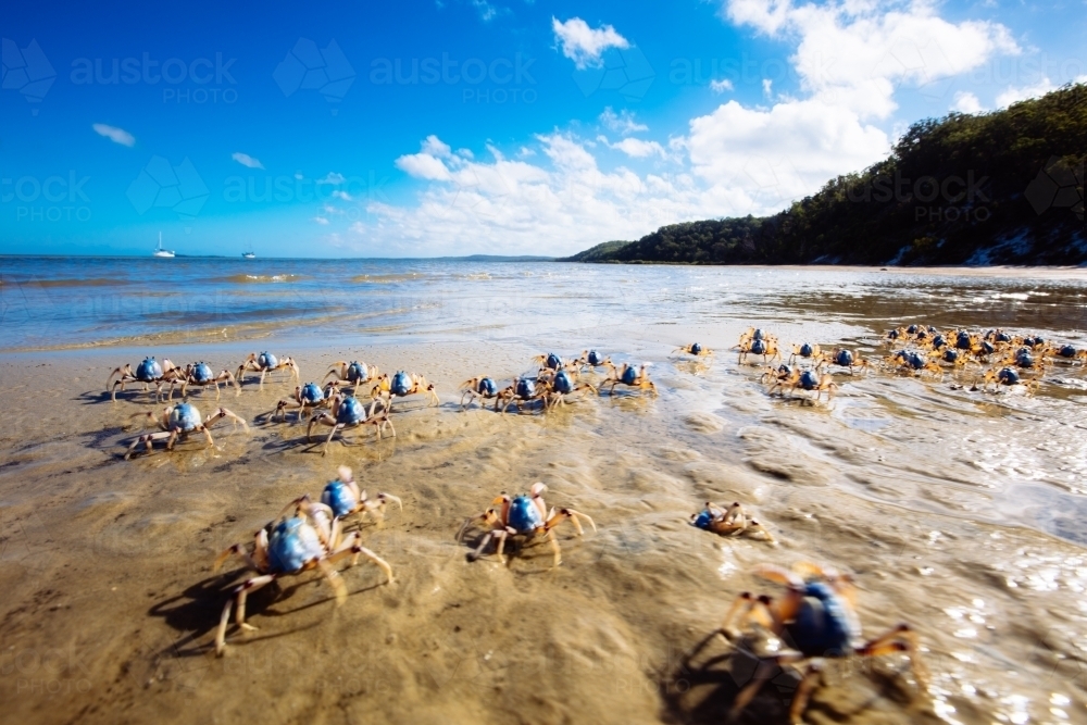 Light-blue soldier crabs moving along the beach on Fraser Island - Australian Stock Image