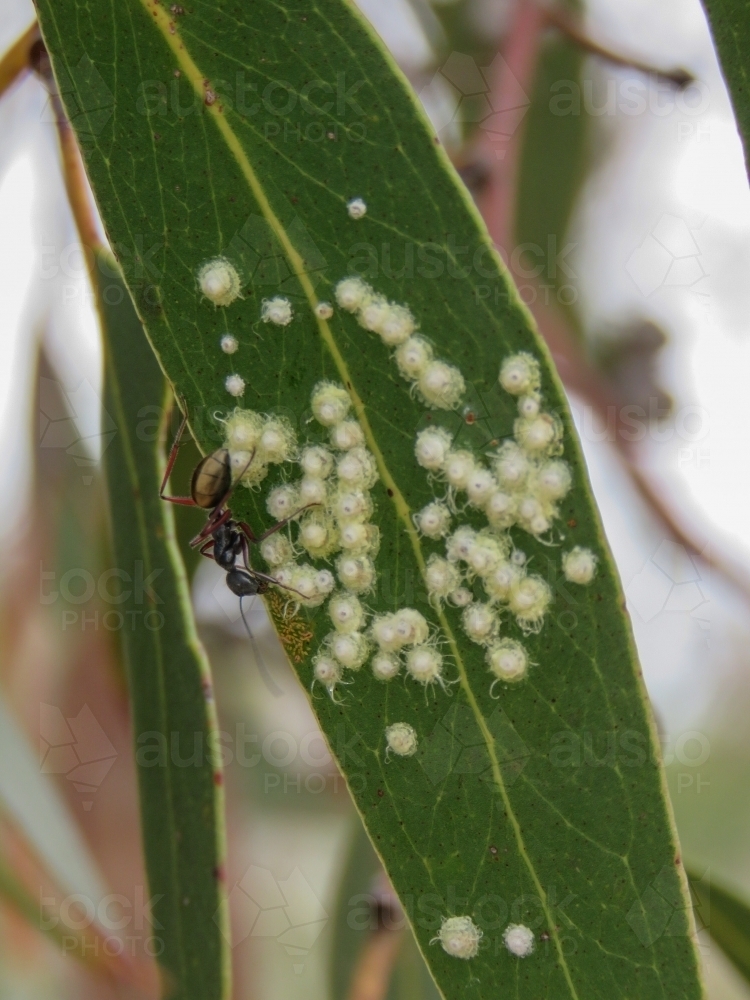 Solitary ant farming lerps on a gum leaf - Australian Stock Image