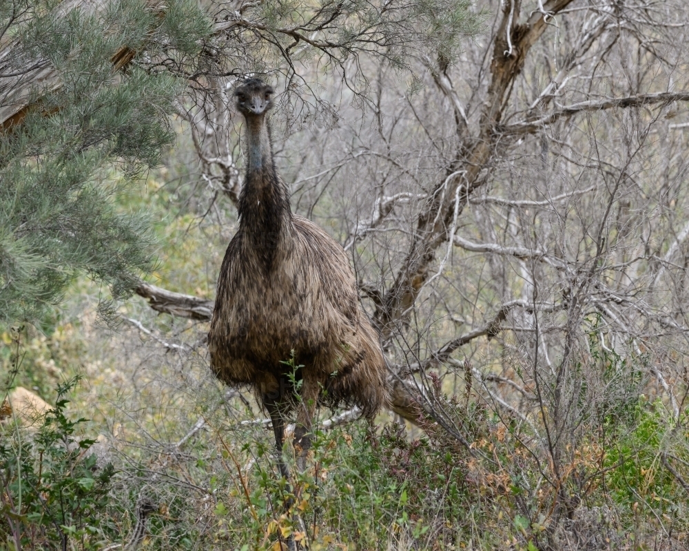 Emu In Bush Image of Solitary emu walking through bushland - Austockphoto