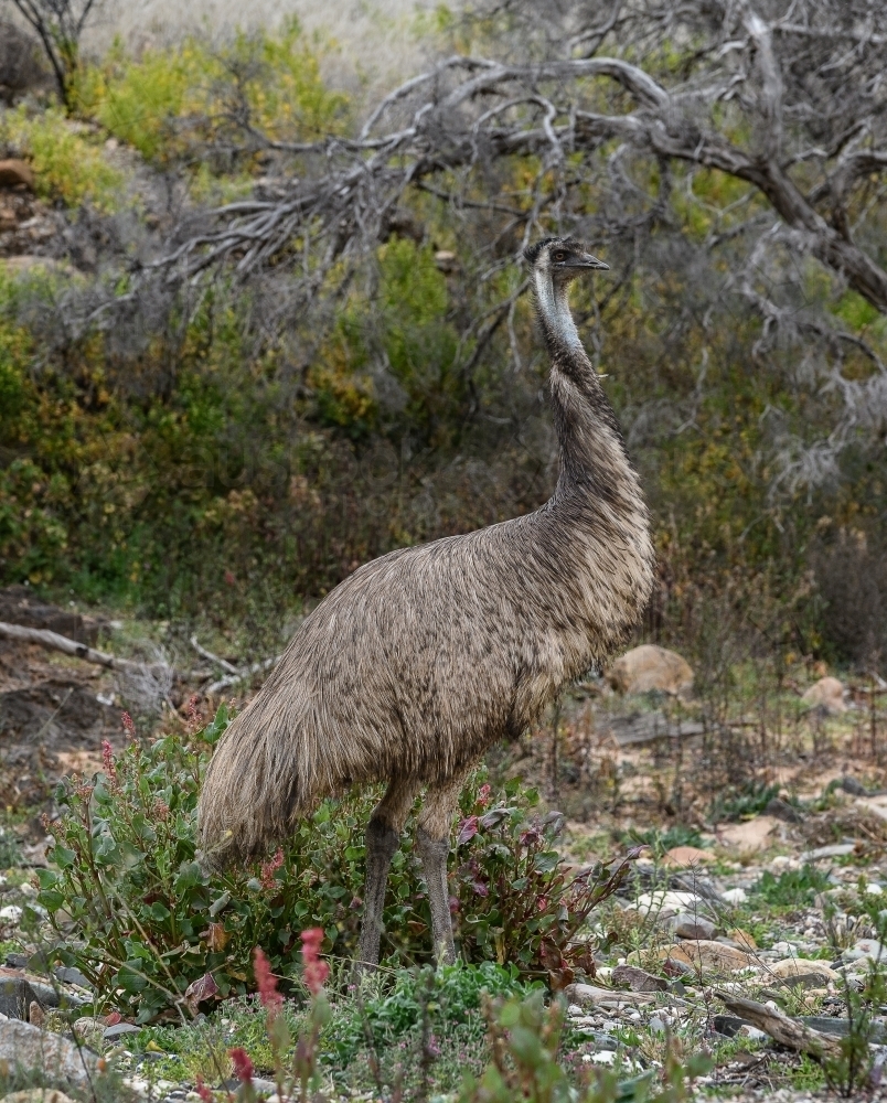 Solitary emu walking through bushland - Australian Stock Image
