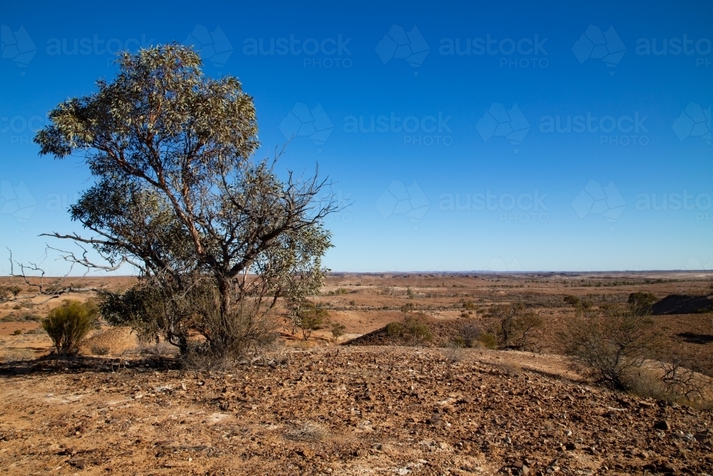 solitary tree on a brown plain under blue sky - Australian Stock Image