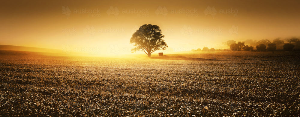 Solitary tree silhouetted against brilliant golden sunrise across a frost-covered rural paddock - Australian Stock Image