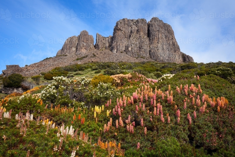 Solomons Throne and flowering Scoparia - Walls of Jerusalem Nat. Park - Tasmania - Australian Stock Image