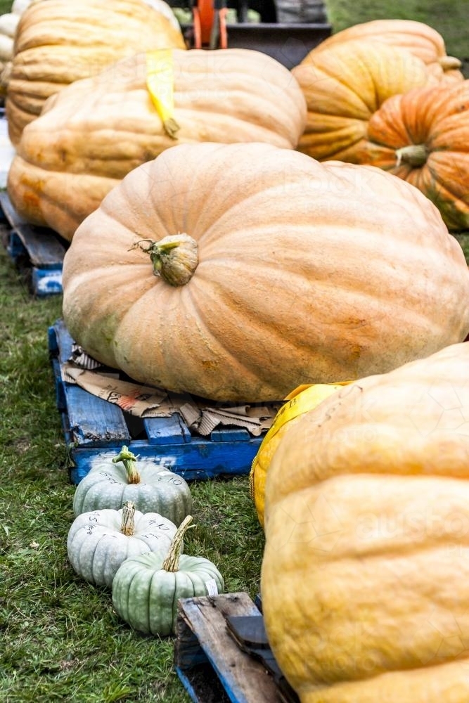 Some giant pumpkins in a show patch - Australian Stock Image